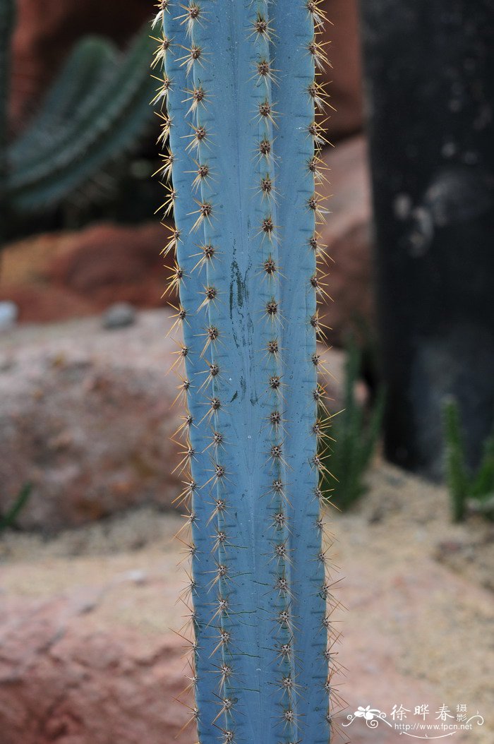 蓝柱Pilosocereus pachycladus