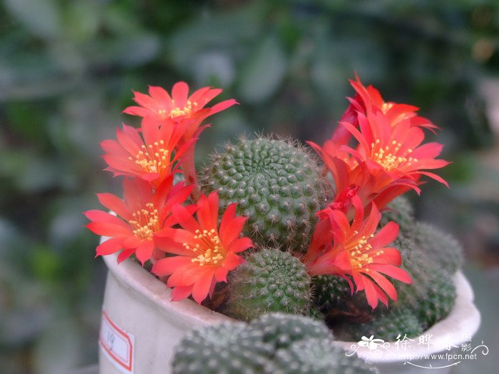 红宝山Rebutia minuscula