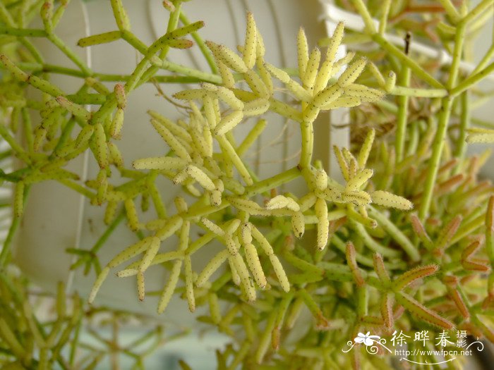 丝苇Rhipsalis baccifera