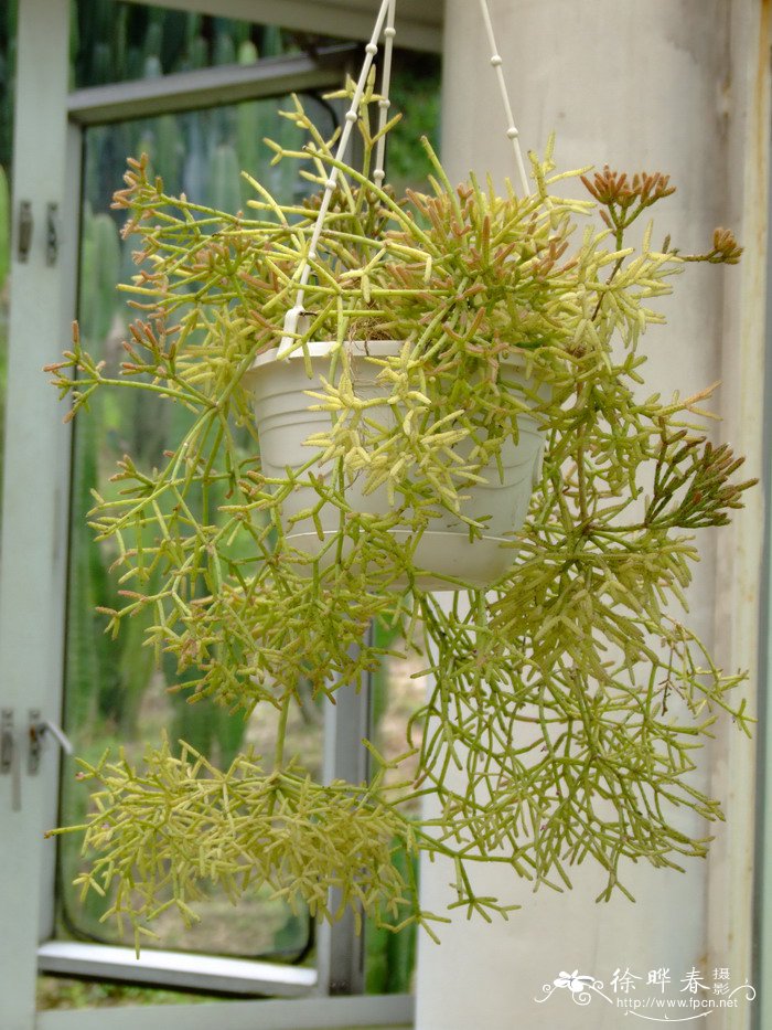 丝苇Rhipsalis baccifera