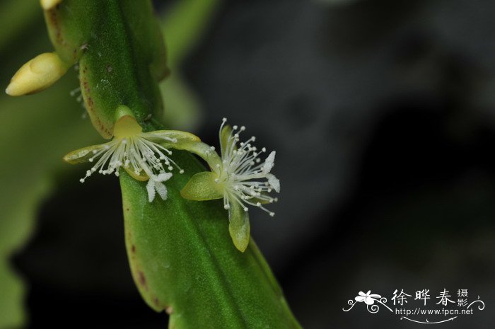 桐壶丝苇Rhipsalis oblonga