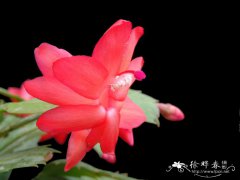 蟹爪兰Schlumbergera truncata