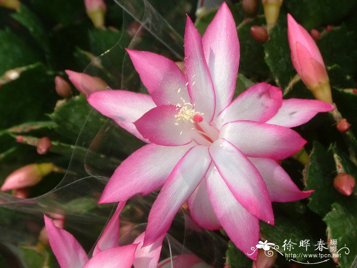 蟹爪兰Schlumbergera truncata