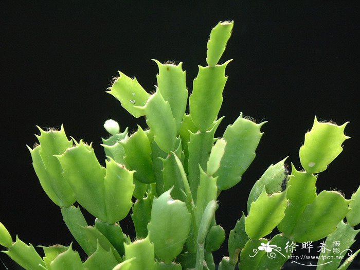 蟹爪兰Schlumbergera truncata