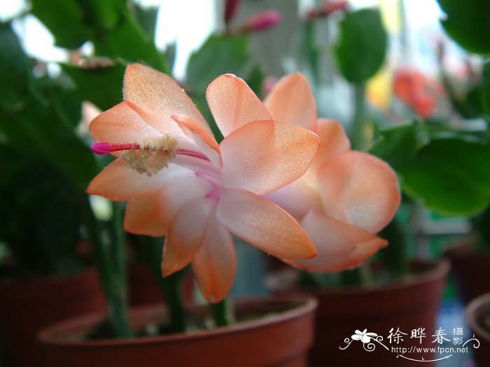 蟹爪兰Schlumbergera truncata