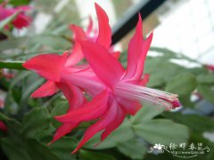 仙人指Schlumbergera bridgesii