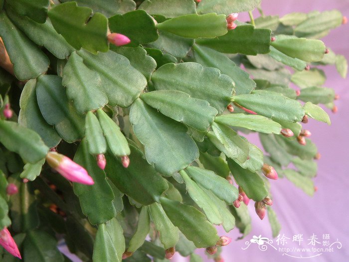 仙人指Schlumbergera bridgesii