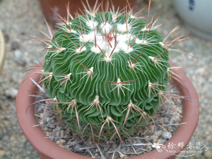 千波万波Stenocactus multicostatus