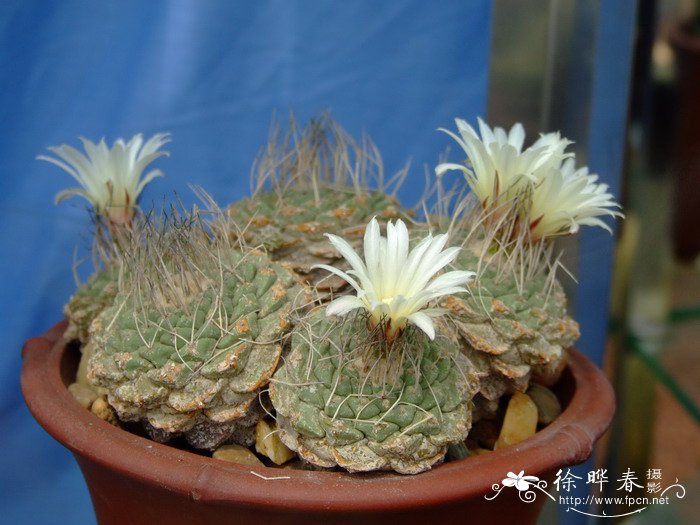 菊水Strombocactus disciformis