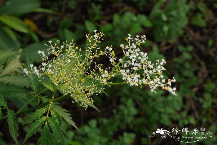 裂叶接骨草Sambucus chinensis var. pinnatilobatus