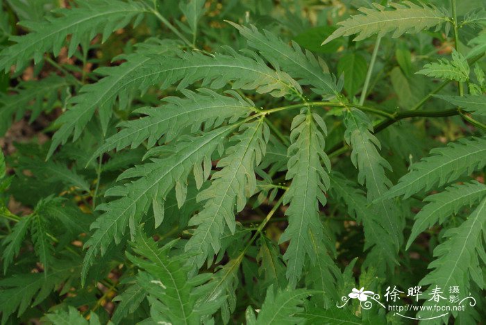 裂叶接骨草Sambucus chinensis var. pinnatilobatus