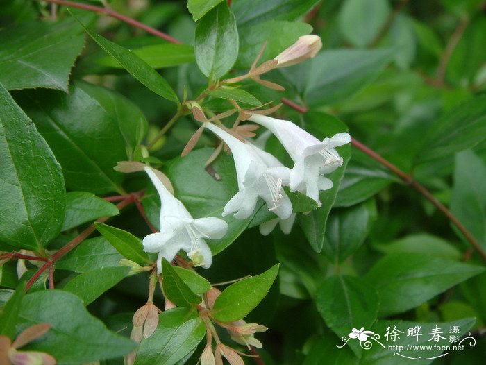 大花六道木Abelia × grandiflora