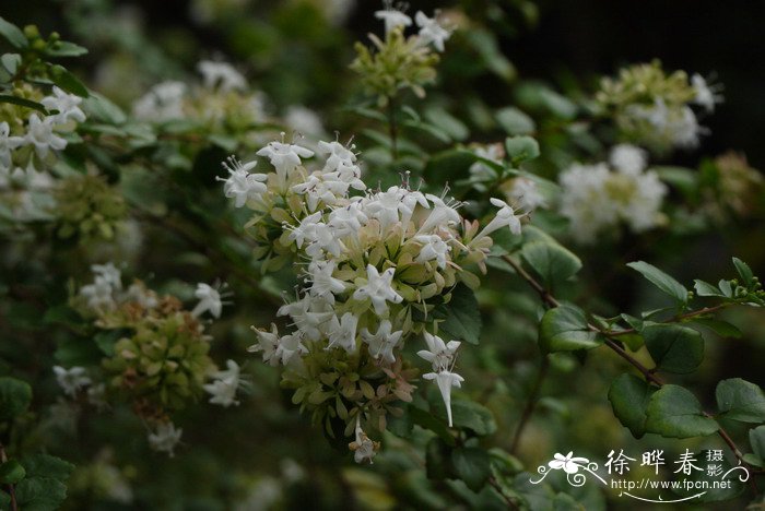 台湾糯米条Abelia chinensis var. ionandra 台湾糯米条Abelia chinensis var. ionandra