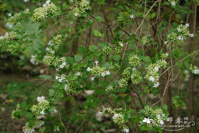 台湾糯米条Abelia chinensis var. ionandra 台湾糯米条Abelia chinensis var. ionandra
