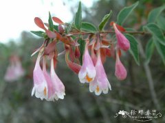 蓪梗花Abelia uniflora
