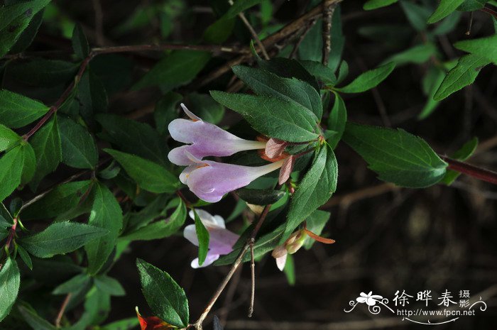 蓪梗花Abelia uniflora