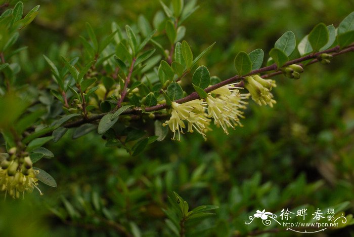 亮叶忍冬Lonicera ligustrina var. yunnanensis