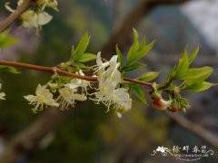 郁香忍冬Lonicera fragrantissima