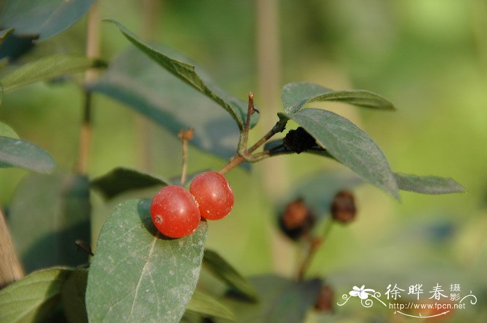 郁香忍冬Lonicera fragrantissima