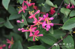 红花金银忍冬Lonicera maackii var. erubescens