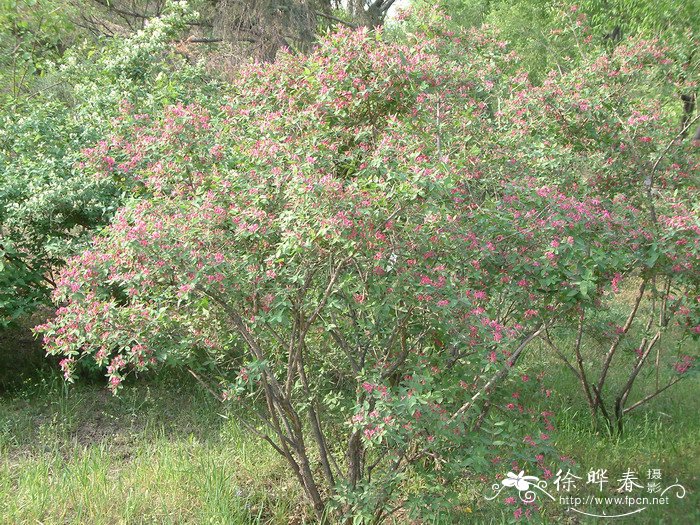 红花金银忍冬Lonicera maackii var. erubescens