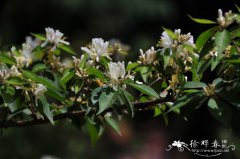 金银忍冬Lonicera maackii