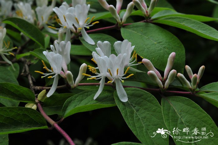 金银忍冬lonicera maackii