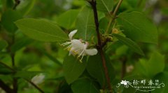 下江忍冬Lonicera modesta