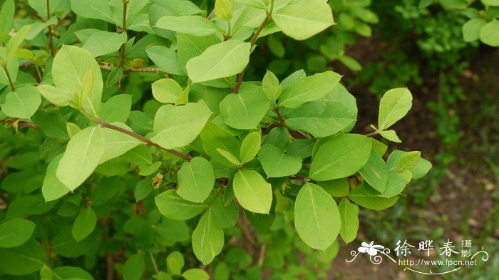 下江忍冬Lonicera modesta