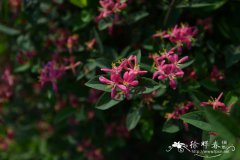 扎贝尔新疆忍冬Lonicera tatarica 'Zabelii'