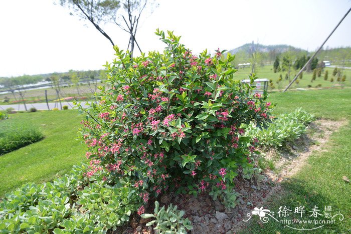 扎贝尔新疆忍冬Lonicera tatarica 'Zabelii'