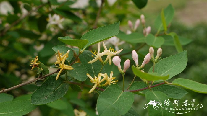 鞑靼忍冬Lonicera tatarica