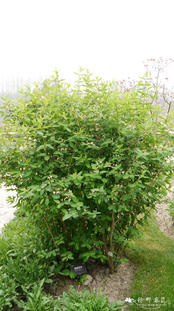 别名(chinese common name:新疆忍冬,桃色忍冬异名(synonym:capri