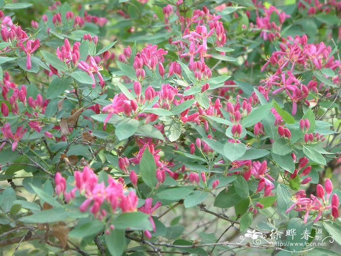 红花金银忍冬Lonicera maackii var. erubescens