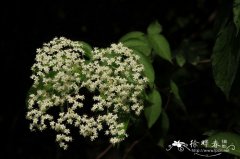 金叶接骨木Sambucus canadensis ‘Aure’