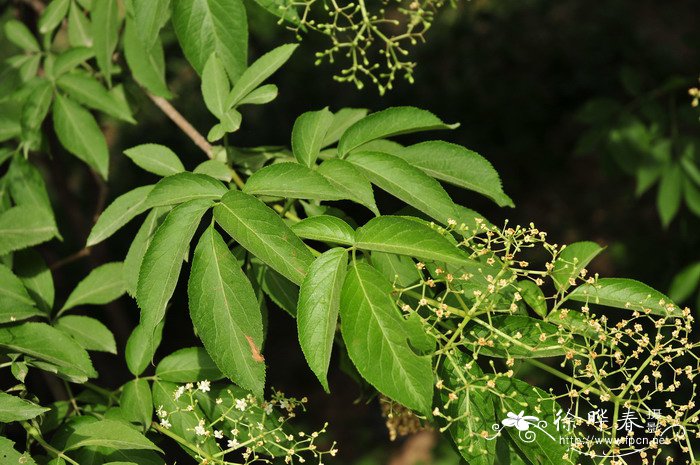 金叶接骨木Sambucus canadensis ‘Aure’