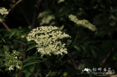 加拿大接骨木Sambucus canadensis