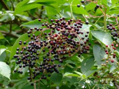 欧洲接骨木Sambucus nigra