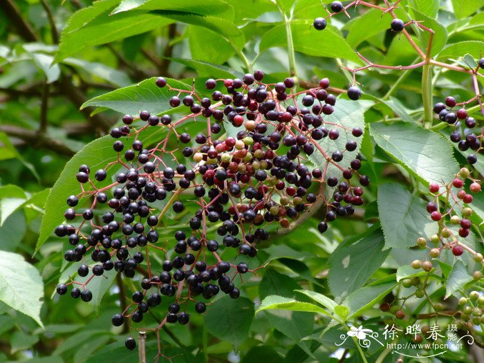 欧洲接骨木Sambucus nigra