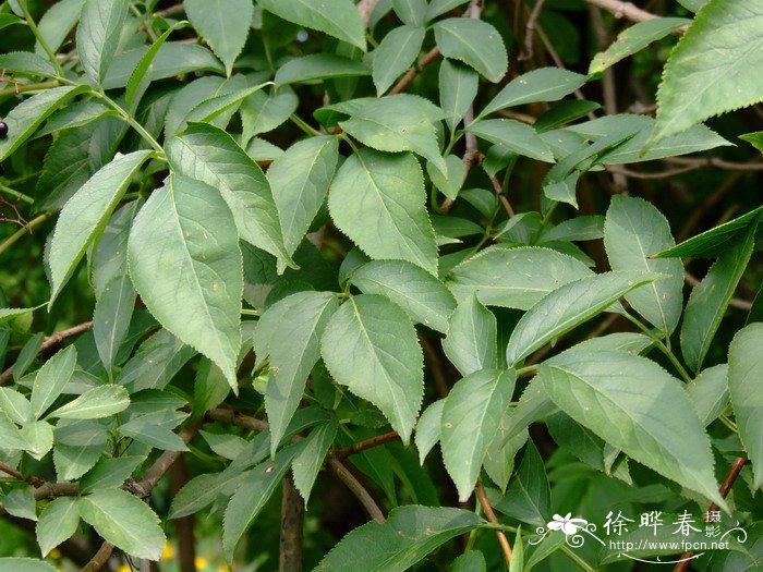 欧洲接骨木Sambucus nigra