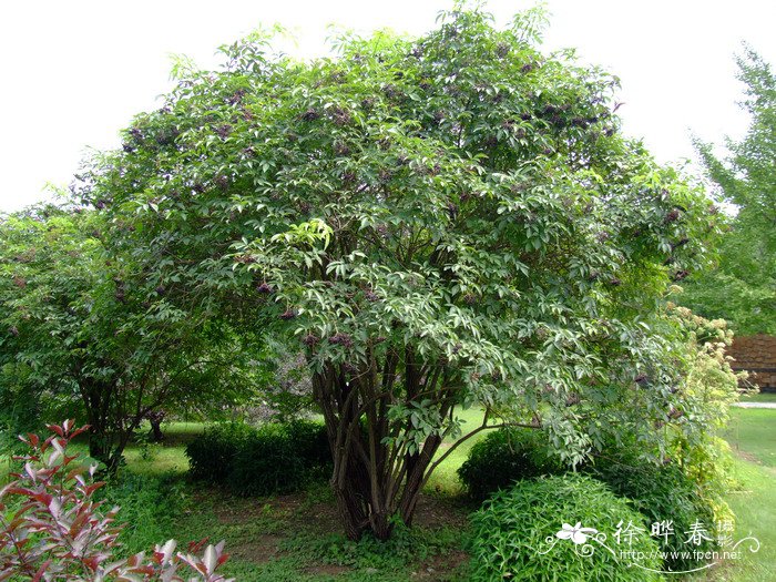 欧洲接骨木Sambucus nigra