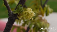 金叶’总序接骨木Sambucus racemosa 'Plumosa Aurea'