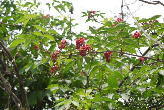 接骨木Sambucus williamsii