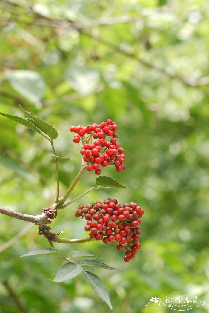 接骨木Sambucus williamsii