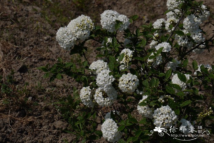 艾斯科姆荚蒾Vibumum 'Eskimo'