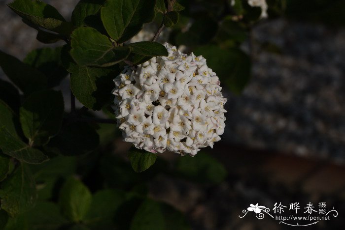 红蕾雪球荚蒾Viburnum × carlcephalum