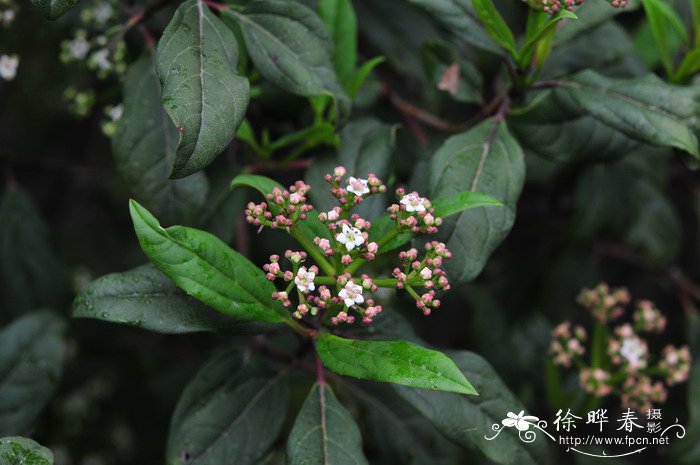 ‘杰明球’球冠荚蒾Viburnum ‘Jermyns Globe’