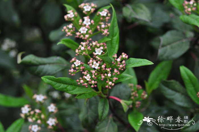 ‘杰明球’球冠荚蒾Viburnum ‘Jermyns Globe’