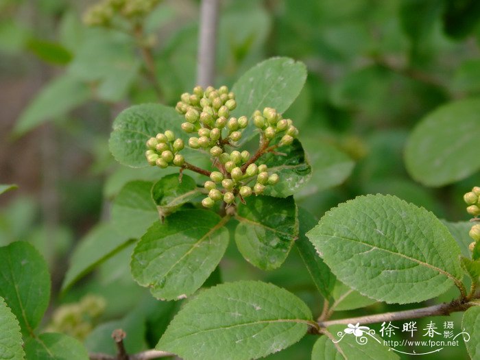 修枝荚蒾Viburnum burejaeticum