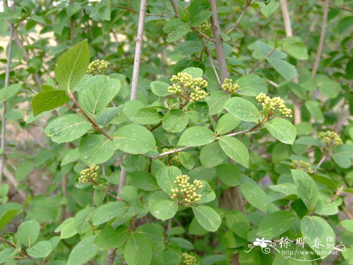 修枝荚蒾Viburnum burejaeticum